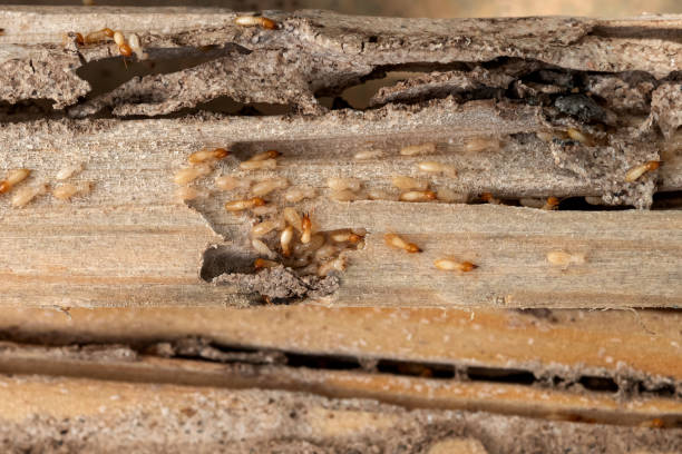 Trusted Springfield, KY Pest Control Experts