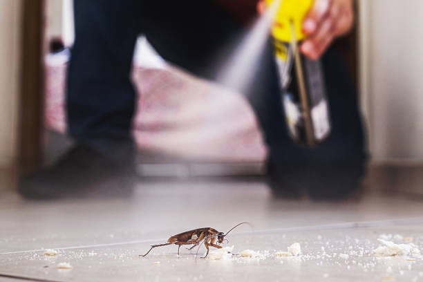Best Best Pest Control Near Me  in Springfield, KY