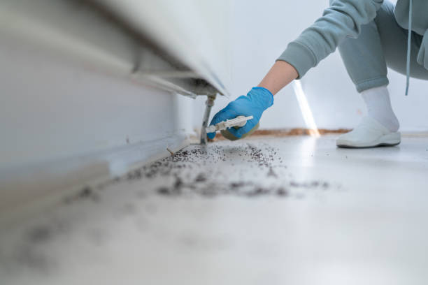 Best Emergency Pest Control  in Springfield, KY